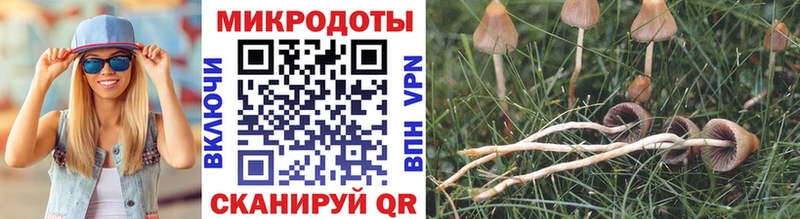 Галлюциногенные грибы Psilocybe  Боготол 